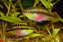 Pelvicachromis Pulcher