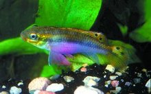 Pelvicachromis Kribensis ""Klugei"" (Taeniatus)