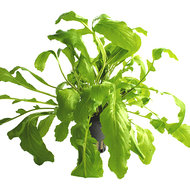 AMORATICA AQUATICA