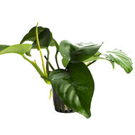 ANUBIAS BARTERI