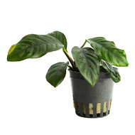 ANUBIAS COFFEFOLIA