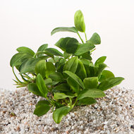 ANUBIAS NANA BONZAI