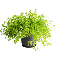 BACOPA AUSTRALIS NEW