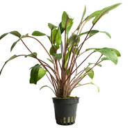 CRYPTOCORYNE VIRIDIFOLIA