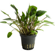 CRYPTOCORYNE WENDTII GROEN