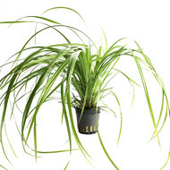 CYPERUS HELFERI