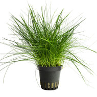 ELEOCHARIS ACICULARIS