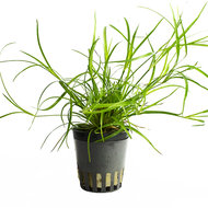 JUNCUS REPENS