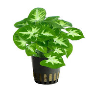 SYNGONIUM WHITE / GREEN (terrarium)