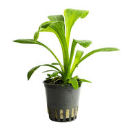 SAGITTARIA PLATYPHYLLA