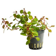 LUDWIGIA MINI SUPER RED