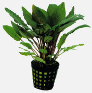 CRYPTOCORYNE BULLOSA