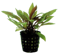 CRYPTOCORYNE LEGROI