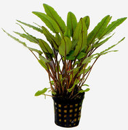 CRYPTOCORYNE PETCHII