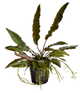 CRYPTOCORYNE USTERIANA