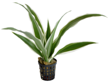 DRACENA WIT (terrarium)