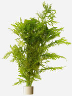 HYGROPHILA DIFFORMIS - vaantjesplant