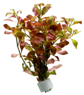 LUDWIGIA MULERTII