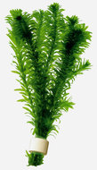 ELODEA DENSA