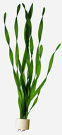 VALLISNERIA ASIATICA