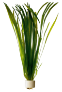 VALLISNERIA SPIRALIS