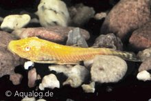 Ancistrus Temmincki Albino - Gouden Ancistrus