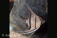 Pterophyllum Altum Peruensis - Peru Altum Rio Nanay