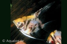 Pterophyllum Scalare Koi diamond - Koi maanvis (diamant)