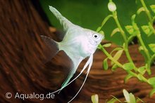 Pterophyllum Scalare Platinum