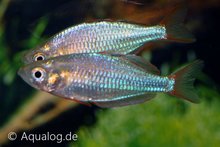 Melanotaenia Praecox - Neon Regenboogvis