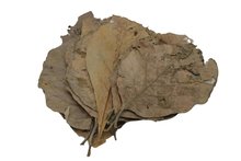 Teak leaves 10x - 15-20cm breed en 25-45cm lang