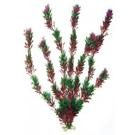 PLANT CLASSIC FLORA BICOLOUR SM
