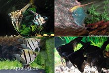 Pterophyllum Scalare Mix