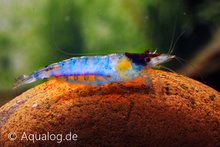 Neocaridina davidi - Blue jelly dwerggarnaal