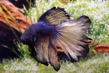 Betta Splendens - Halfmoon Kempvis 'Special Color'