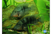 Cichlasoma/Thorichthys meeki - Vuurkeelcichlide