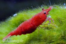Neocaridina davidi - 'Bloody Mary' dwerggarnaal