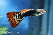 Poecilia reticulata -'Dragon' guppy man/vrouw