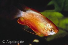 Colisa Chuna -  Rode Honing Gourami