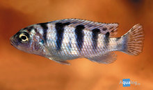 Maylandia (Pseudotropheus) Lombardoi - Malawi Cichlide Lombardoi