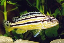 Melanochromis auratus - Gouden Malawi Cichlide