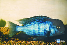 Haplochromis Moori - Dolfijncichlide