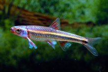 Notropis Chrosomus - Rainbow Shiner