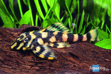 Zonancistrus pulcher - L 168 Butterfly pleco