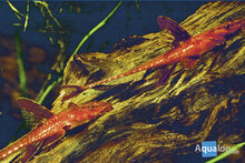 Rineloricaria sp. red - Rode harnasmeerval