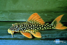 Scobiancistrus Aureatus - L 14 Goldy Pleco Ml