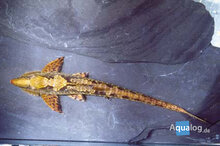 Sturisoma aureum