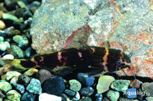 microsynodontis sp. Polli