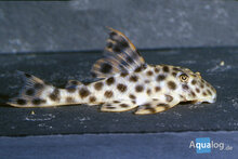 Peckoltia Specie - L-006 Pleco Oligospila M