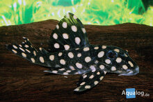 Hypancistrus specie - L-201 Inspector Big Spot M